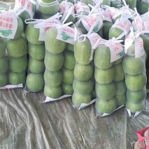 小白冬瓜品质保证服务周到产地直发