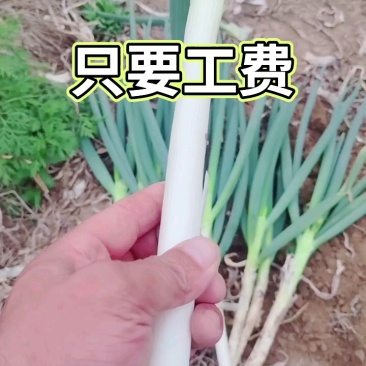长白大葱产地直供杆子硬价格美丽并有专业团队为你服务