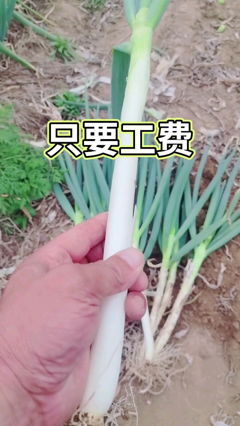 长白大葱产地直供杆子硬价格美丽并有专业团队为你服务