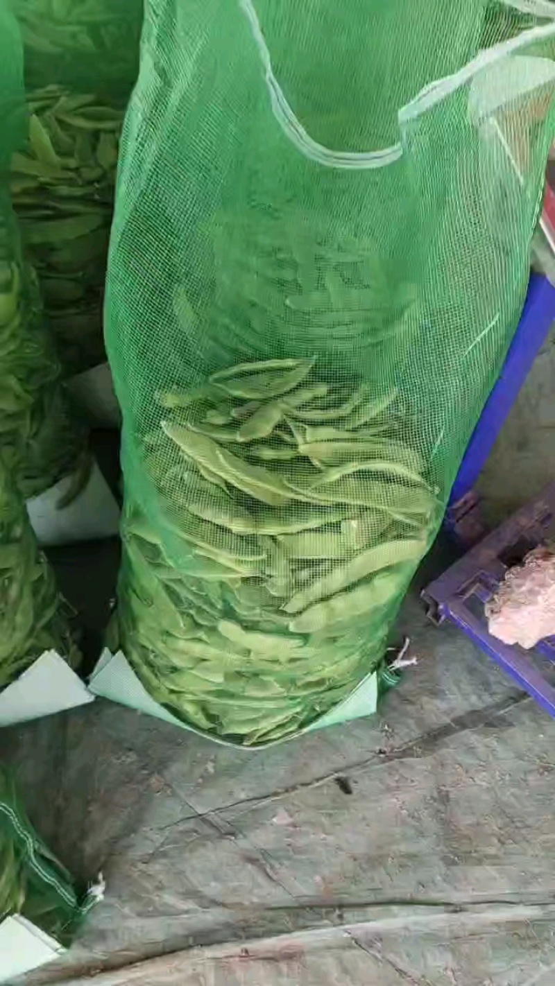 油豆角紫花油豆万亩基地产地直销保质保量