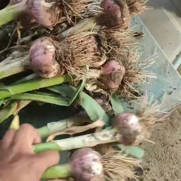 中牟县把子蒜脱水蒜！扒米蒜，产地直销，量大从优