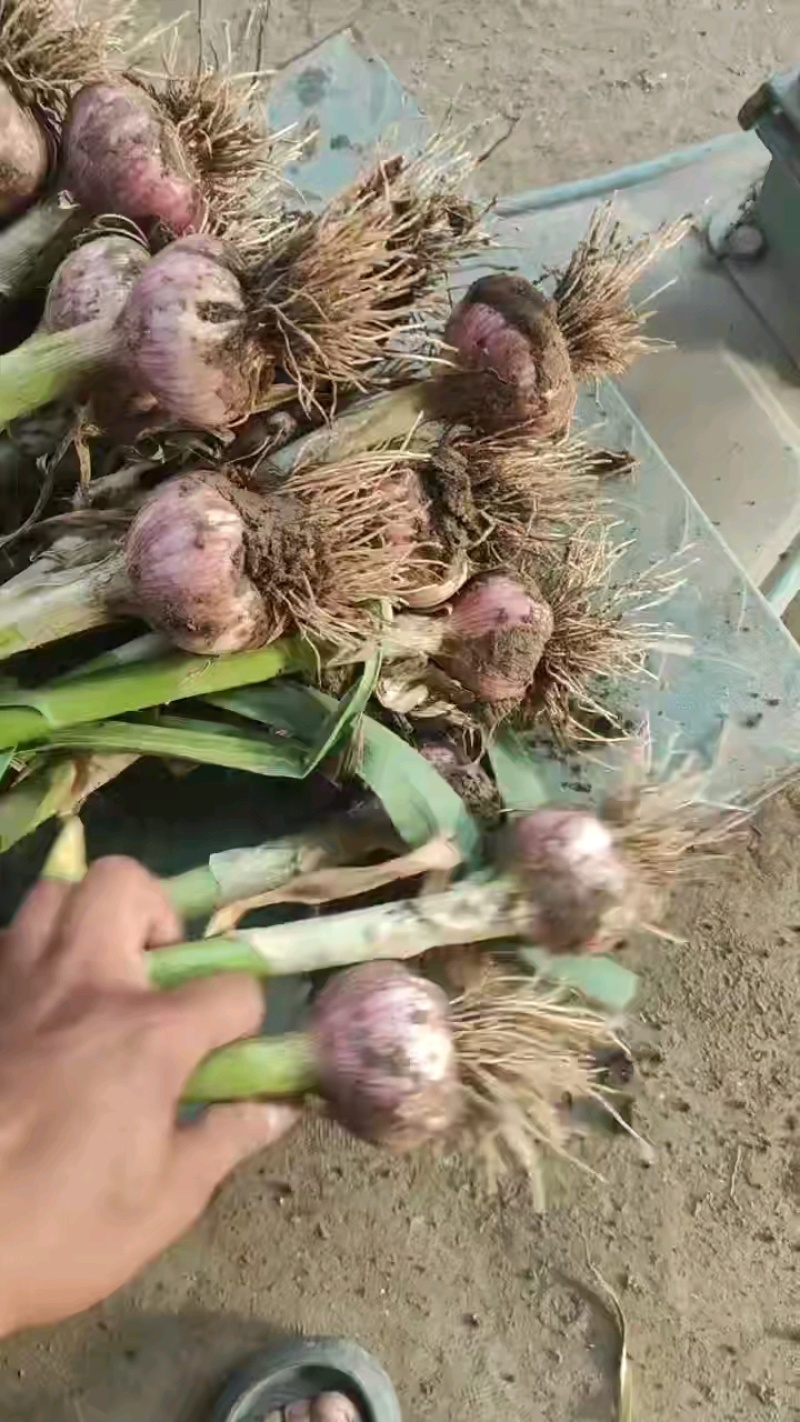 中牟县把子蒜脱水蒜！扒米蒜，产地直销，量大从优