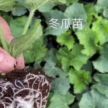 冬瓜秧苗穴盘苗发货根系发达易成活抗病害高产苗