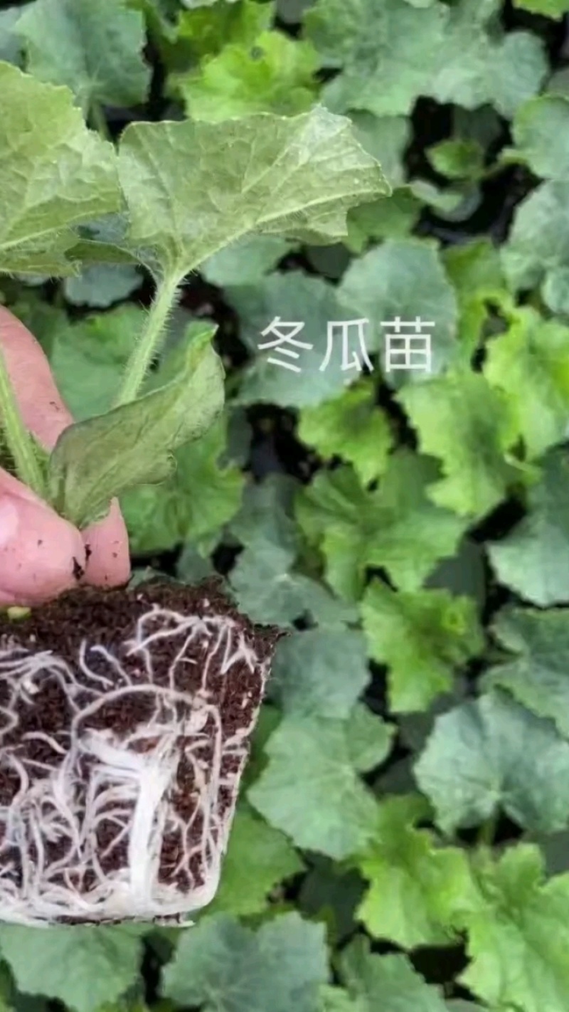 冬瓜秧苗穴盘苗发货根系发达易成活抗病害高产苗