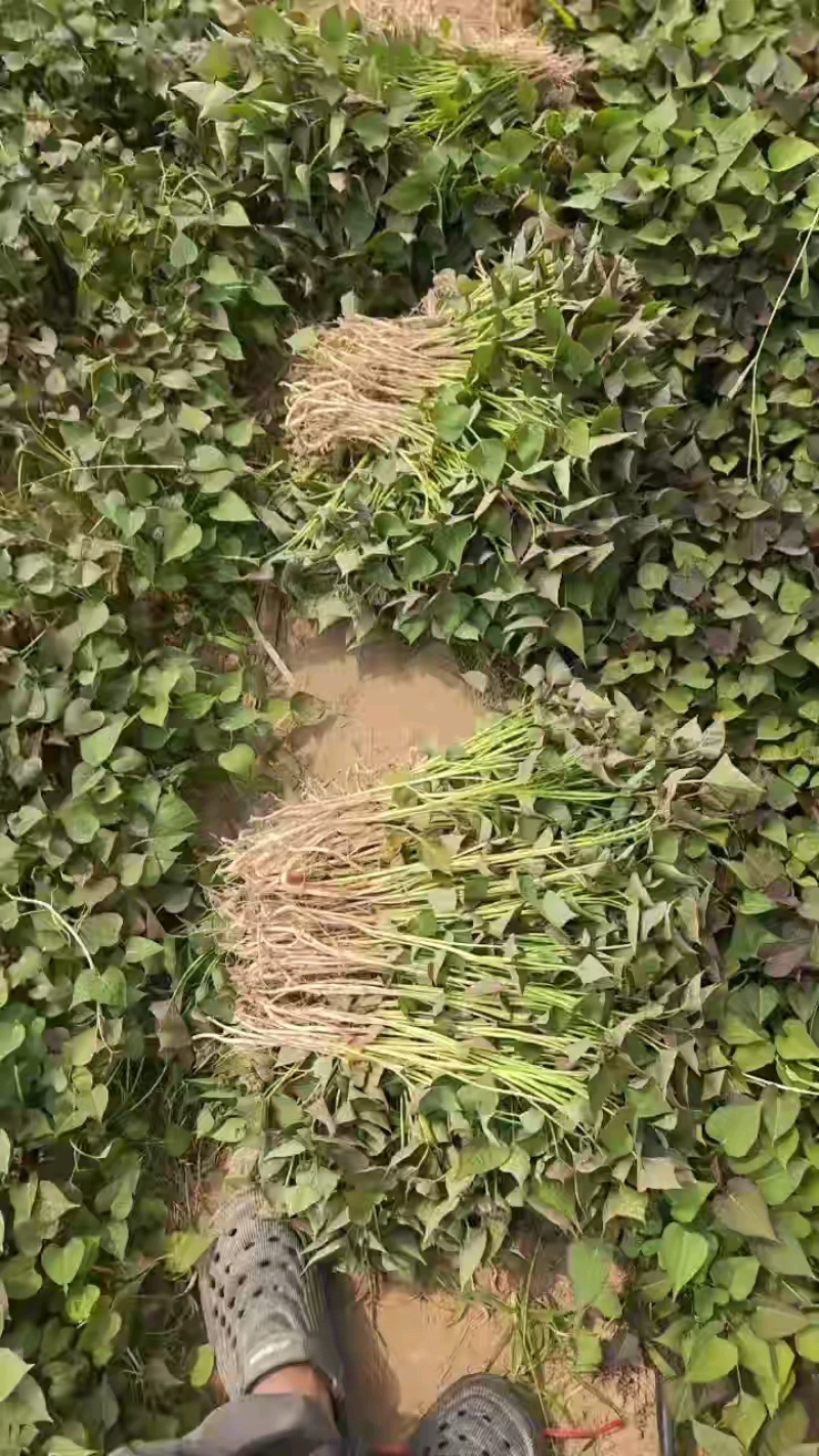 西瓜红红薯苗，蜜薯苗，心香，29板栗薯苗，高端品种红薯苗
