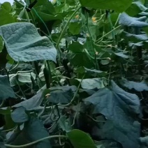 水果黄瓜产地直发，量大从优，欢迎老板视频看货