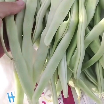 精品白豆大量供应代发全国货源充足欢迎咨询