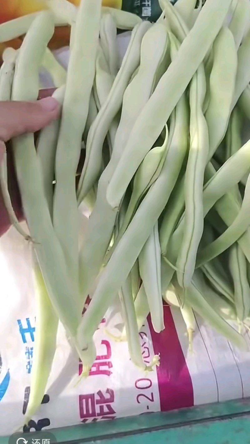 精品白豆大量供应代发全国货源充足欢迎咨询