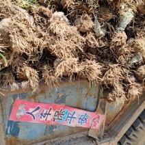 装车中，蒜头漂亮不烂。