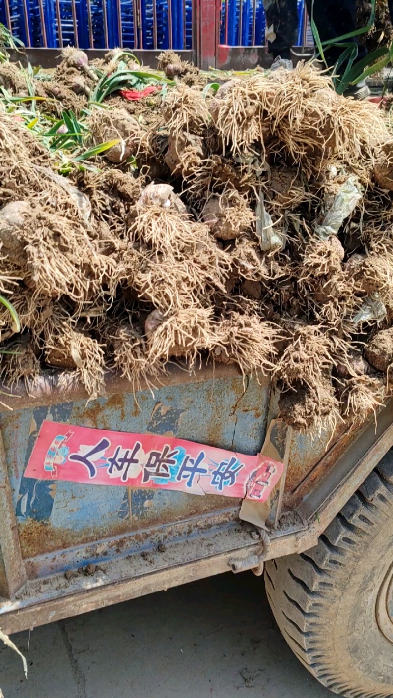 装车中，蒜头漂亮不烂。