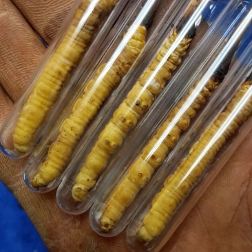 精品特大草，每根1克以上！