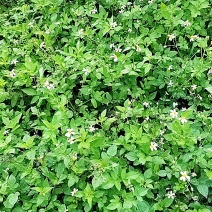 广西玉林鬼针草，野生精品大量有货量大价优欢迎致电