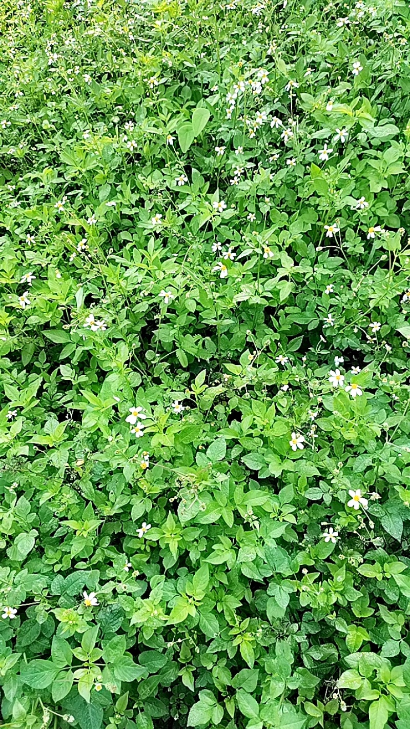 广西玉林鬼针草，野生精品大量有货量大价优欢迎致电