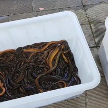 原生态鳝鱼湖北产地直发规格齐全欢迎新老客户前来采购