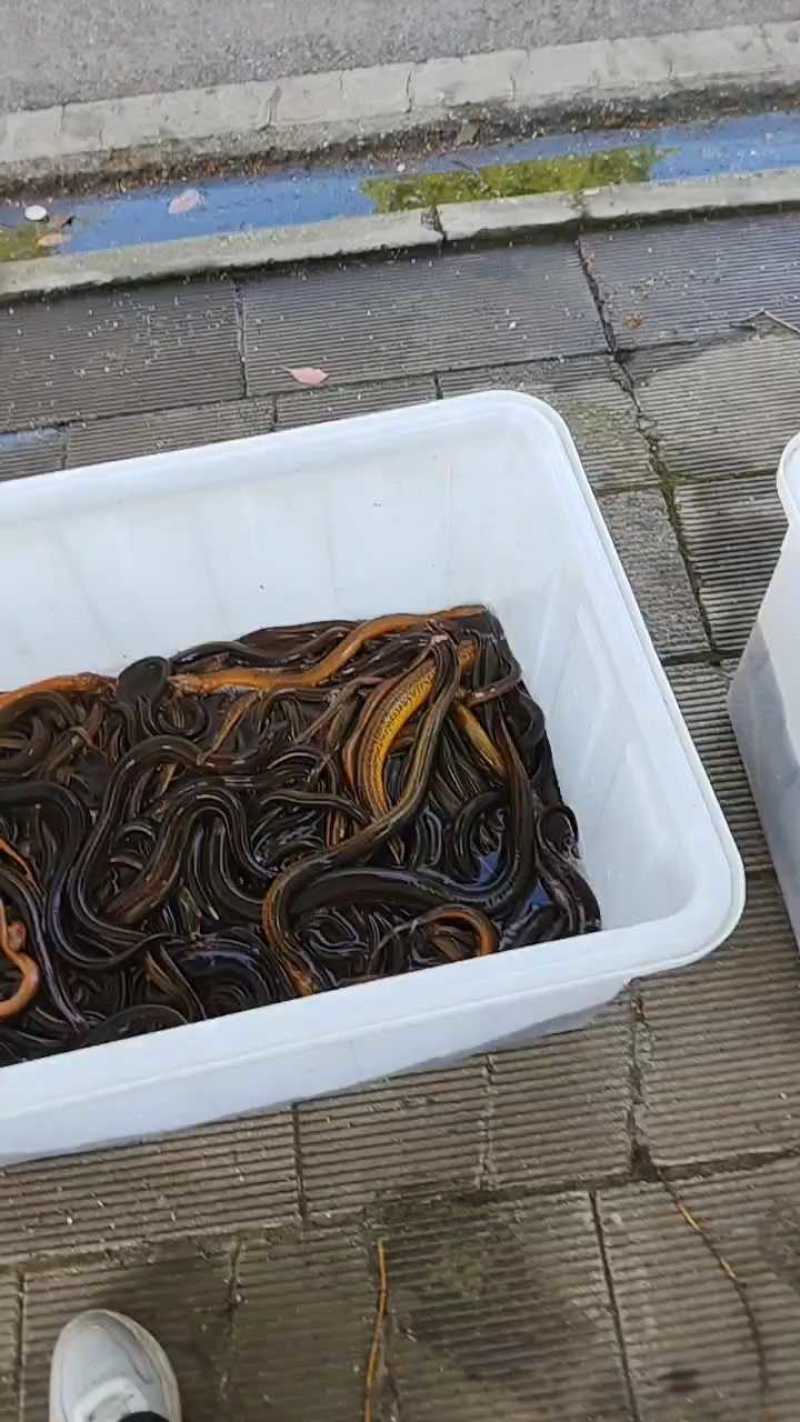 原生态鳝鱼湖北产地直发规格齐全欢迎新老客户前来采购