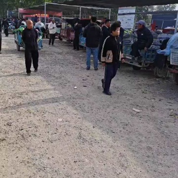 山东花蕾花美人甜瓜，莘县产地，包装全无费用