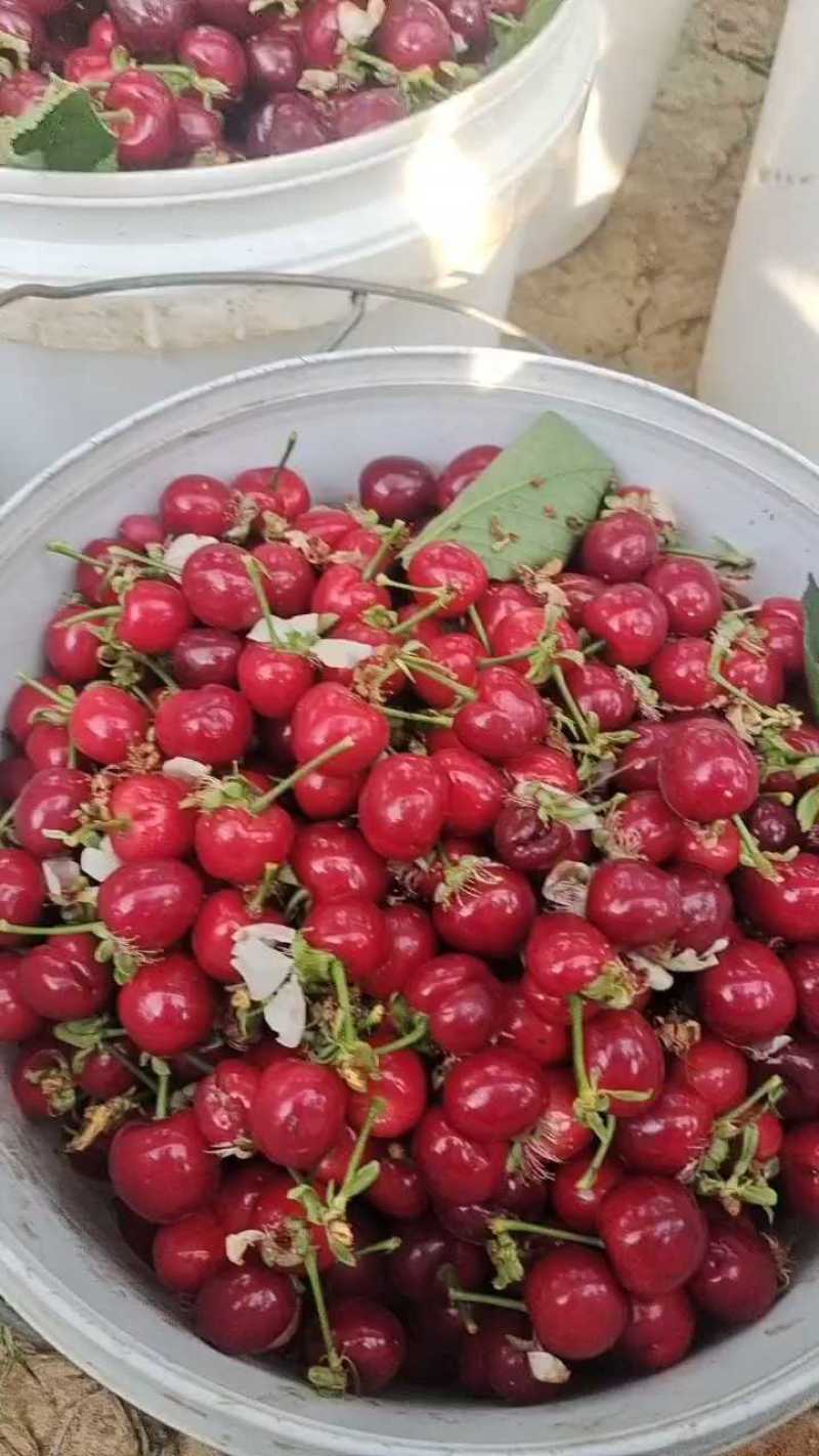 樱桃，美早樱桃大量上市供应，个头大口感好，美早樱桃价格