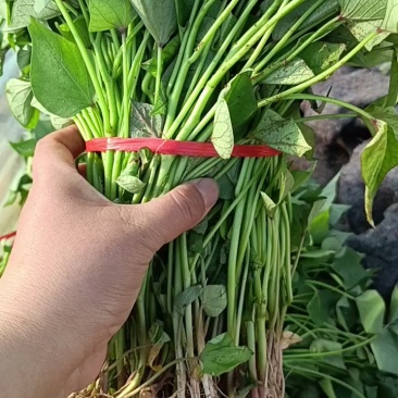 济薯红薯苗，济薯地瓜苗，板栗薯红薯苗，地瓜苗，