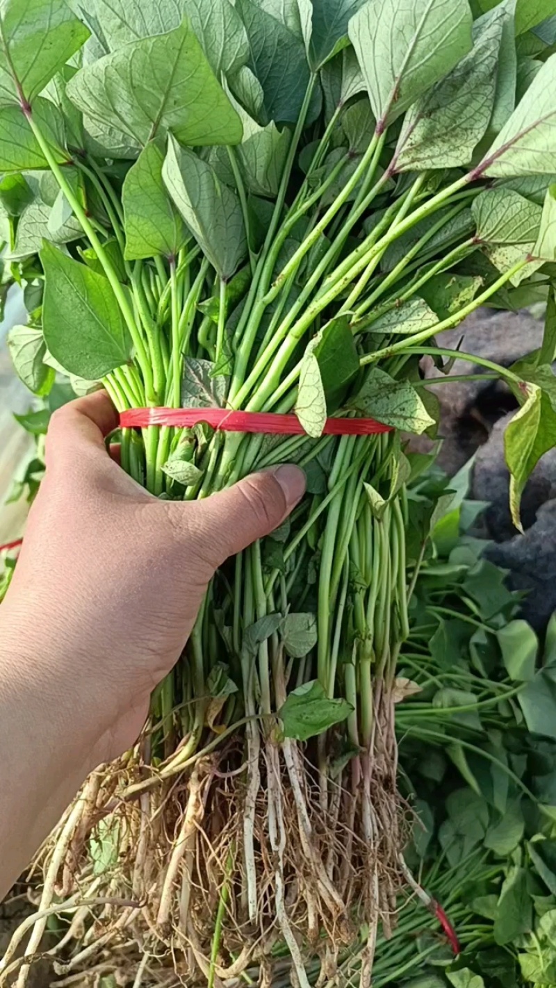 济薯红薯苗，济薯地瓜苗，板栗薯红薯苗，地瓜苗，