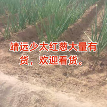 红葱，甘肃红葱，基地直发，货源充足，接受预定