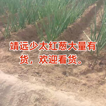 红葱，甘肃红葱，基地直发，货源充足，接受预定