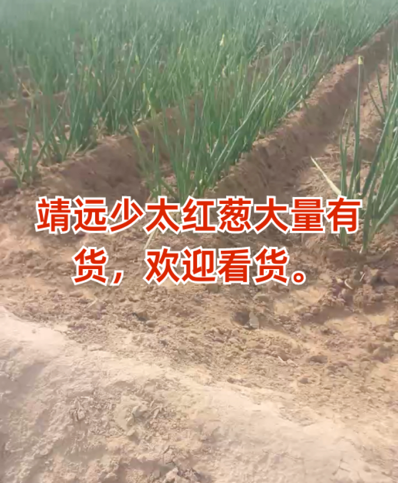 红葱，甘肃红葱，基地直发，货源充足，接受预定