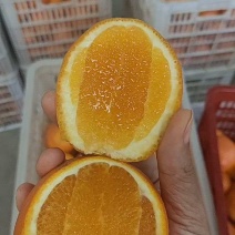 伦晚脐橙春橙纯甜化喳树上鲜果先摘现发质量保证坏果包赔