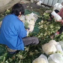 青枝白面花菜大量上市，食堂工厂速度来。今日上车价0.46斤