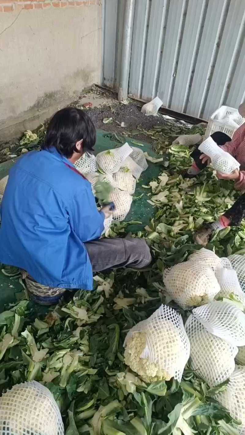 青枝白面花菜大量上市，食堂工厂速度来。今日上车价0.46斤