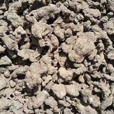 陕西家种猪苓，个子均匀无泥沙晒干，规格齐全。