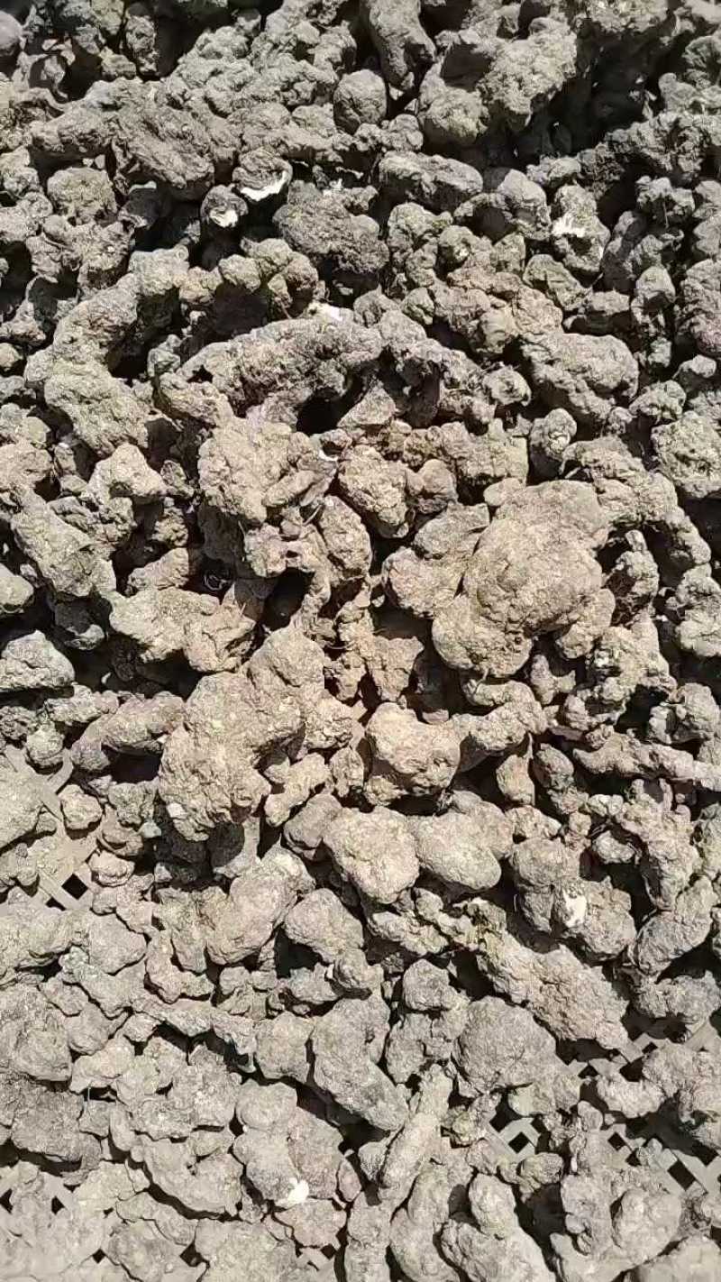 陕西家种猪苓，个子均匀无泥沙晒干，规格齐全。