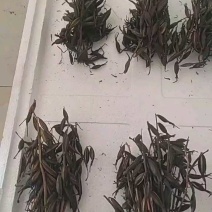 毛慈菇果夹，种子，产地直销，质量保证，物美价廉