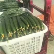 黄瓜，电商直供，超市供应，干花带刺，提供各种包装代发全国