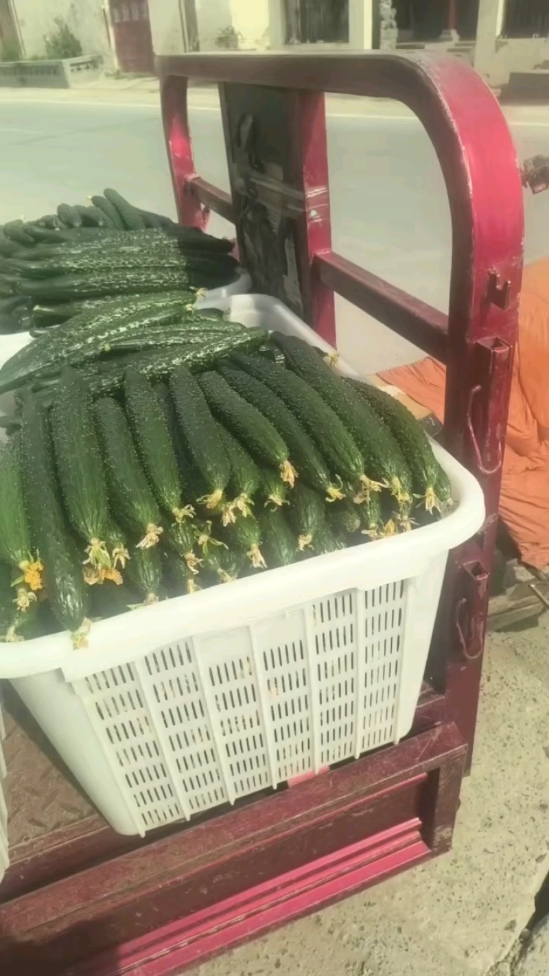 黄瓜，电商直供，超市供应，干花带刺，提供各种包装代发全国