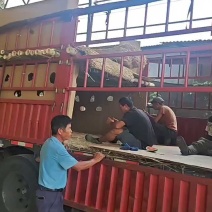 云南盈江山地填完西瓜，大规模上市中。诚信代办，发全国各地