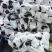 河南精品紫光圆茄茄子供应电商市场商超加工厂质量保证