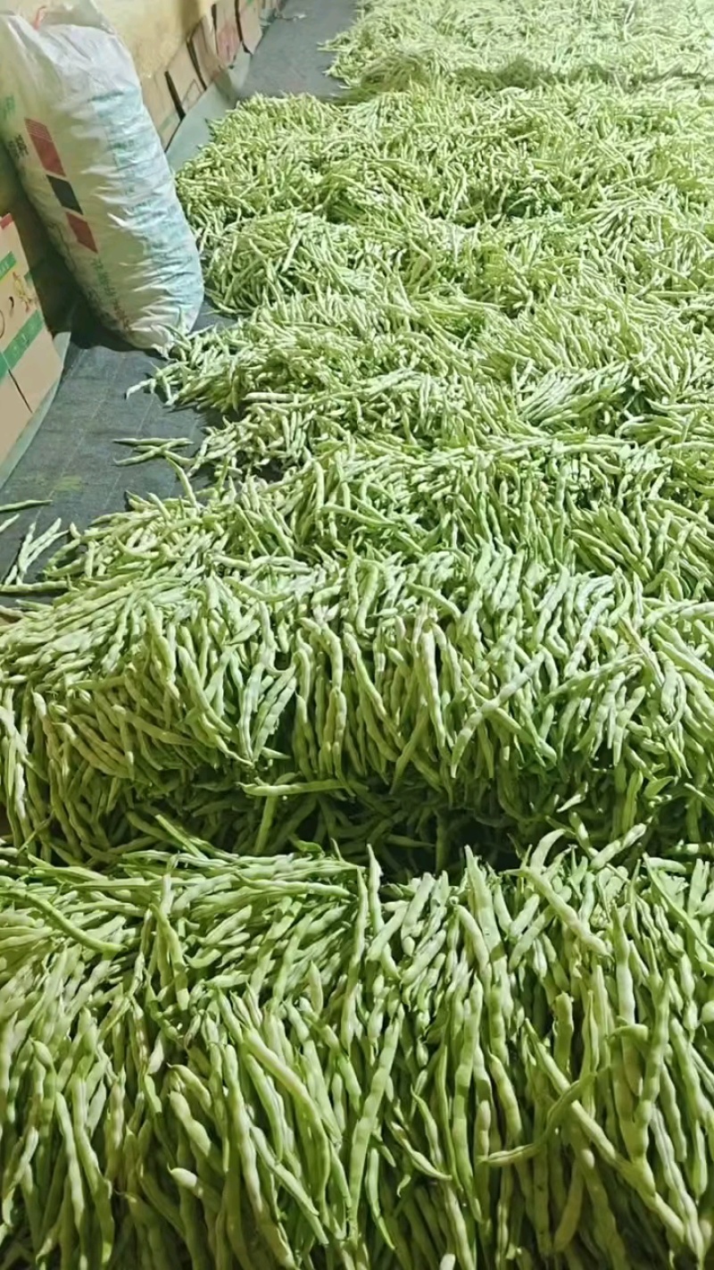 产地芸豆大量批发