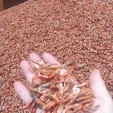 野生虾子，湖南益阳，4月26日到货。