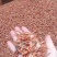 野生虾子，湖南益阳，4月26日到货。
