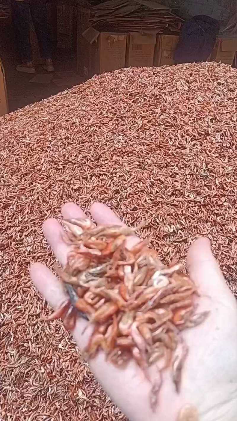 野生虾子，湖南益阳，4月26日到货。