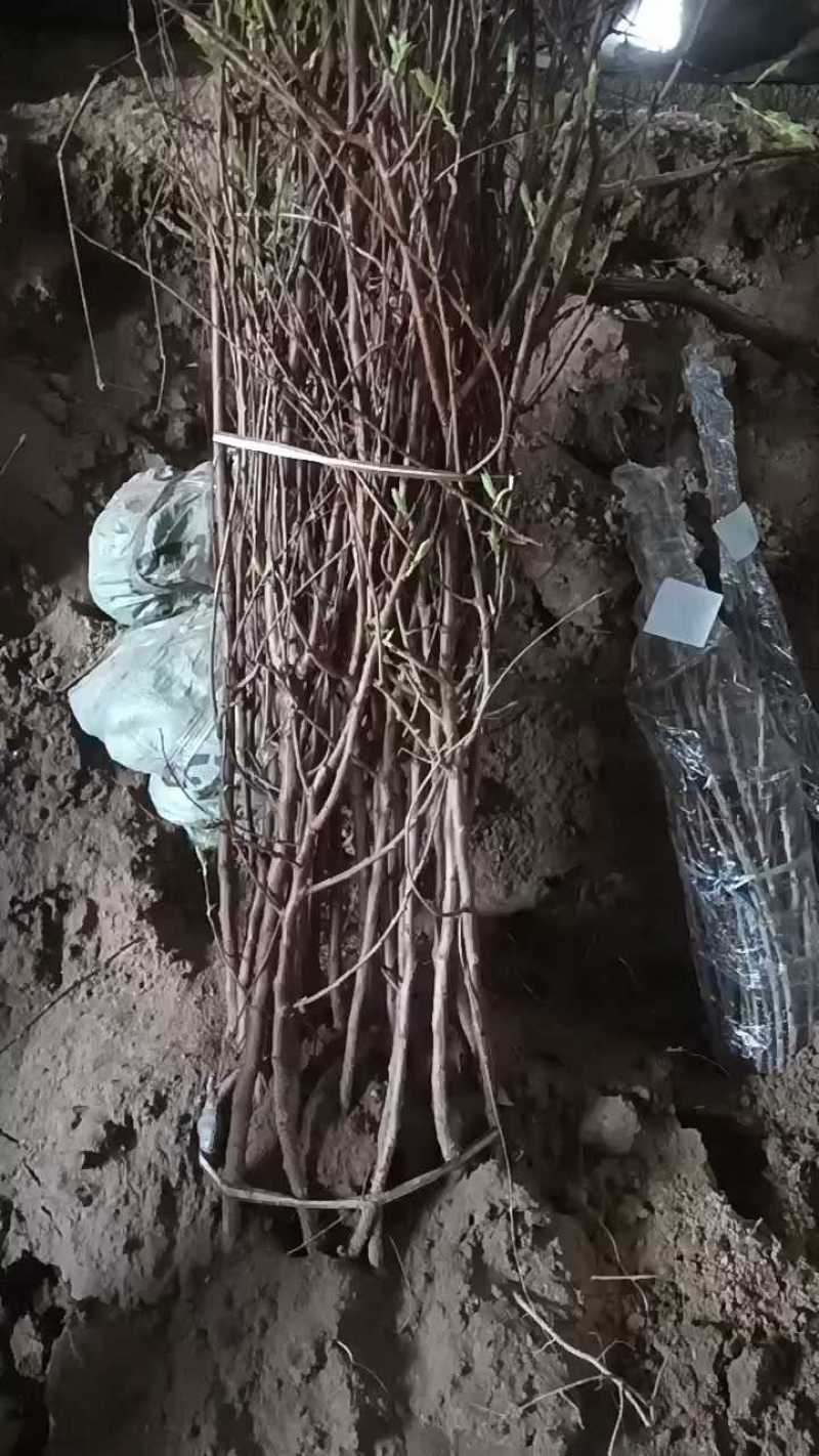 帝王杏苗