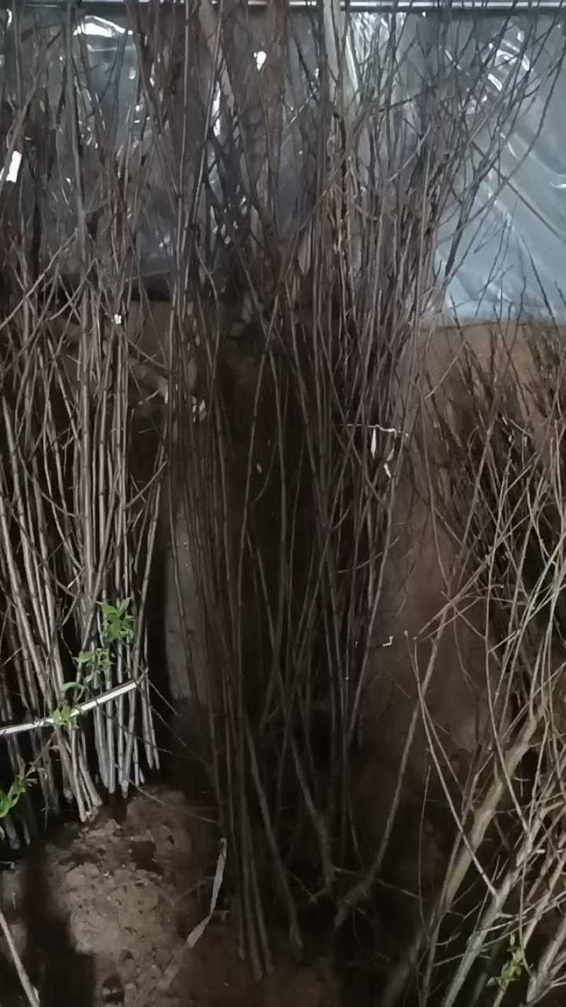 艾琳娜西梅李子苗