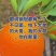 湖北秭归伦晚脐橙，橙子新鲜上季现订现采皮薄多汁