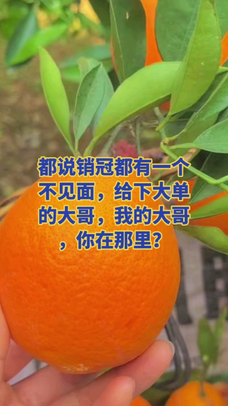 湖北秭归伦晚脐橙，橙子新鲜上季现订现采皮薄多汁