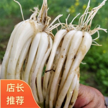 湖北恩施高山藠头精品货可批发支持来电采购