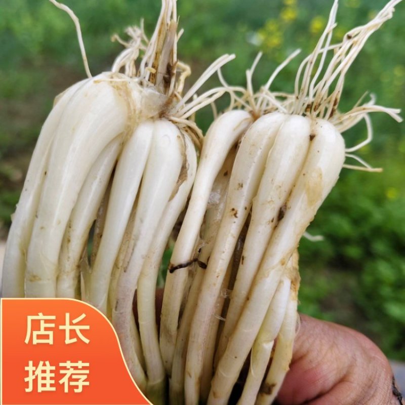 湖北恩施高山藠头精品货可批发支持来电采购