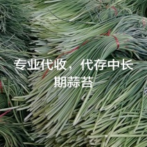 冷库出租，专业储存蒜苔，代发国内市场，保证质量