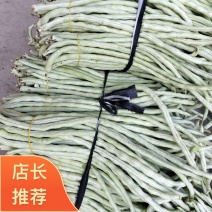 广西南宁横县本地白豆角一手货源大量上市欢迎各位老板采购