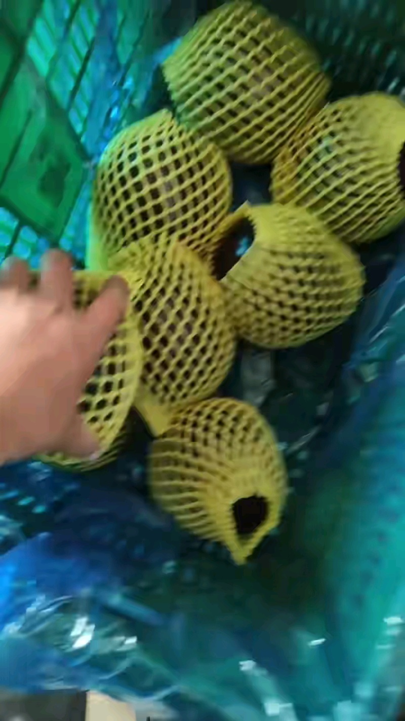 《推荐》山东茄子【紫光黑圆茄】批发商超产地直发价格便宜