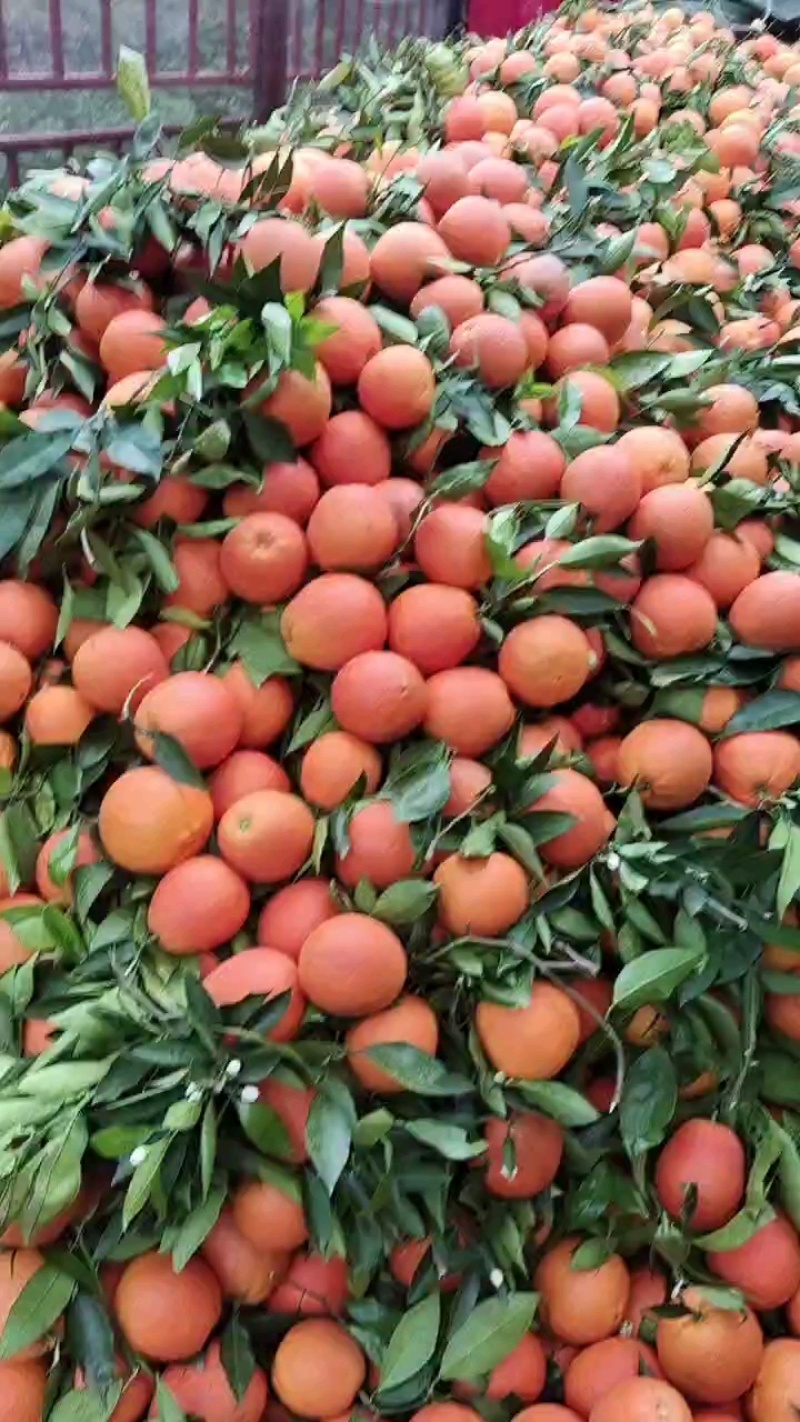 奉节脐橙